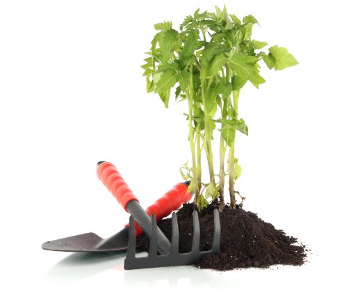 Pflanze im Erdhaufen